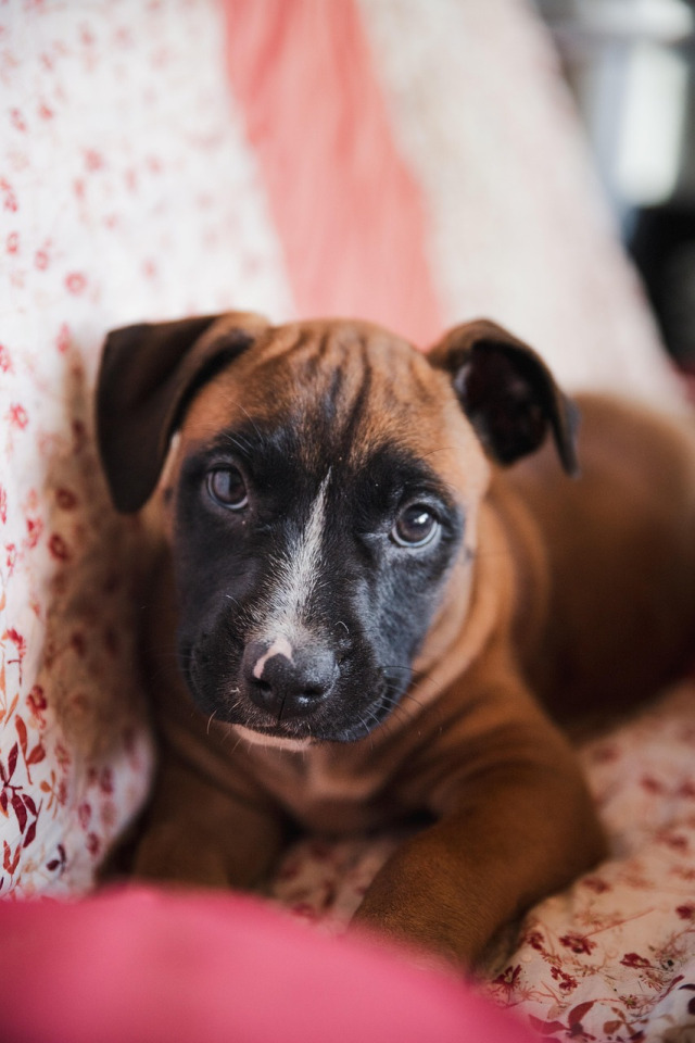 rescued puppy portrait